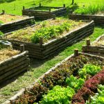 Orti urbani e invecchiamento attivo