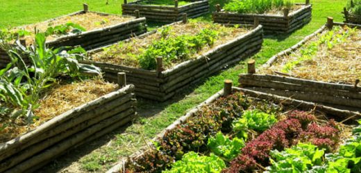 Orti urbani e invecchiamento attivo