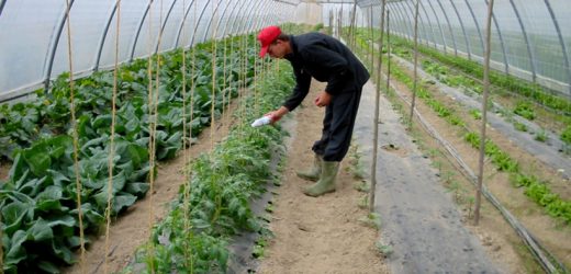 Fattoria Al Confin, non solo biologico a Camisano Vicentino