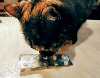 Child and Pet Care: le sostanze pericolose in casa