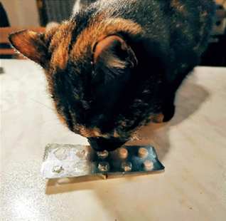 Child and Pet Care: le sostanze pericolose in casa
